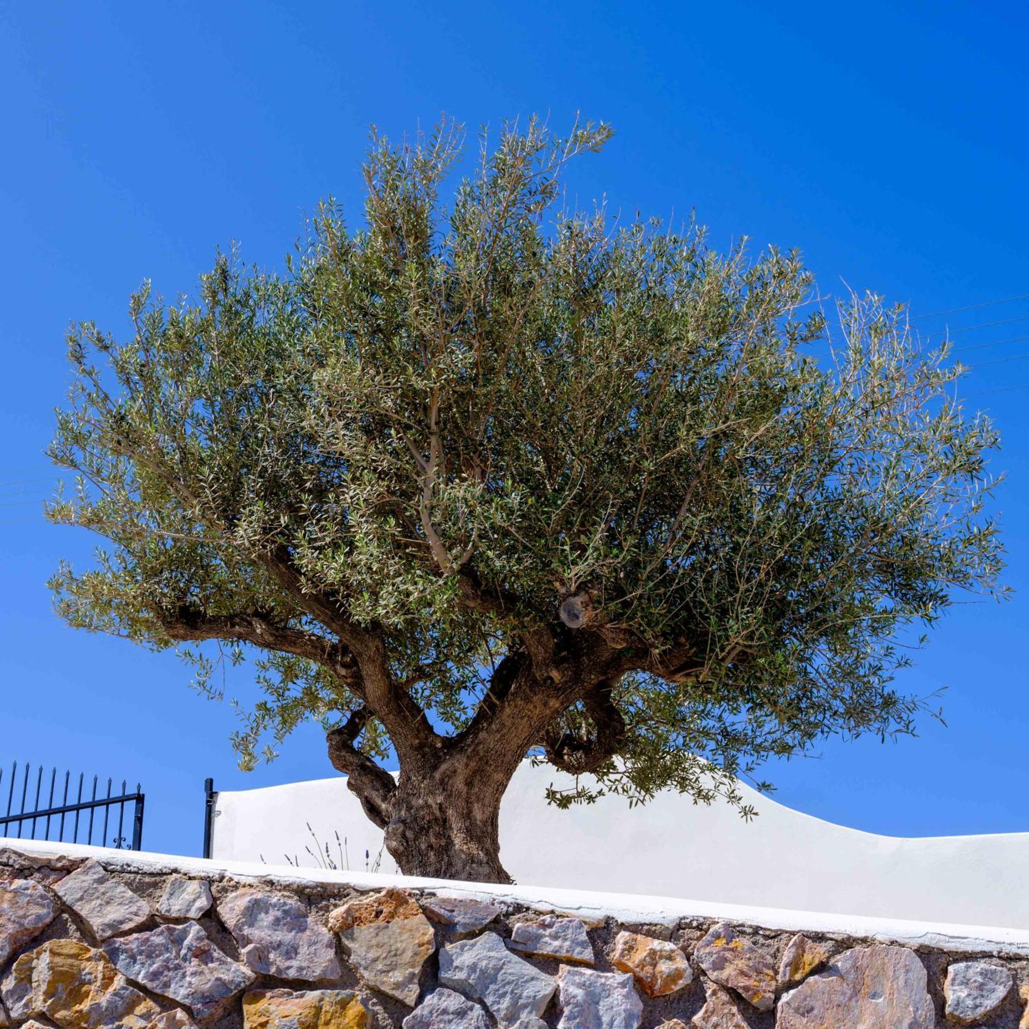 Santorini C Villa Fira  Exteriér fotografie